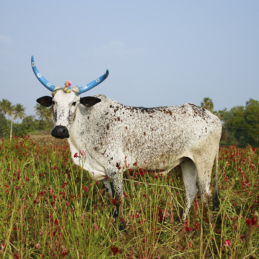 Mattu Pongal 6. Kannakurkkai district, Tamil Nadu, India, 2014