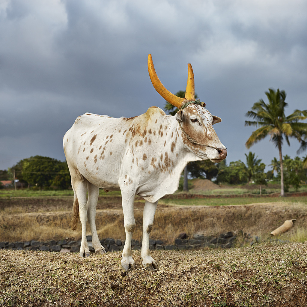Mattu Pongal 8. Kanakkandal district, Tamil Nadu, India, 2014