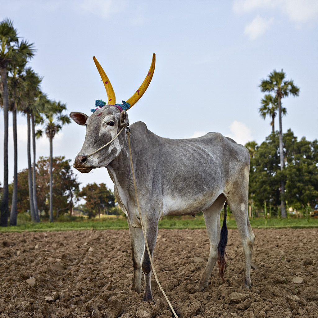 Mattu Pongal 11. Vinnavanur district, Tamil Nadu, India, 2014