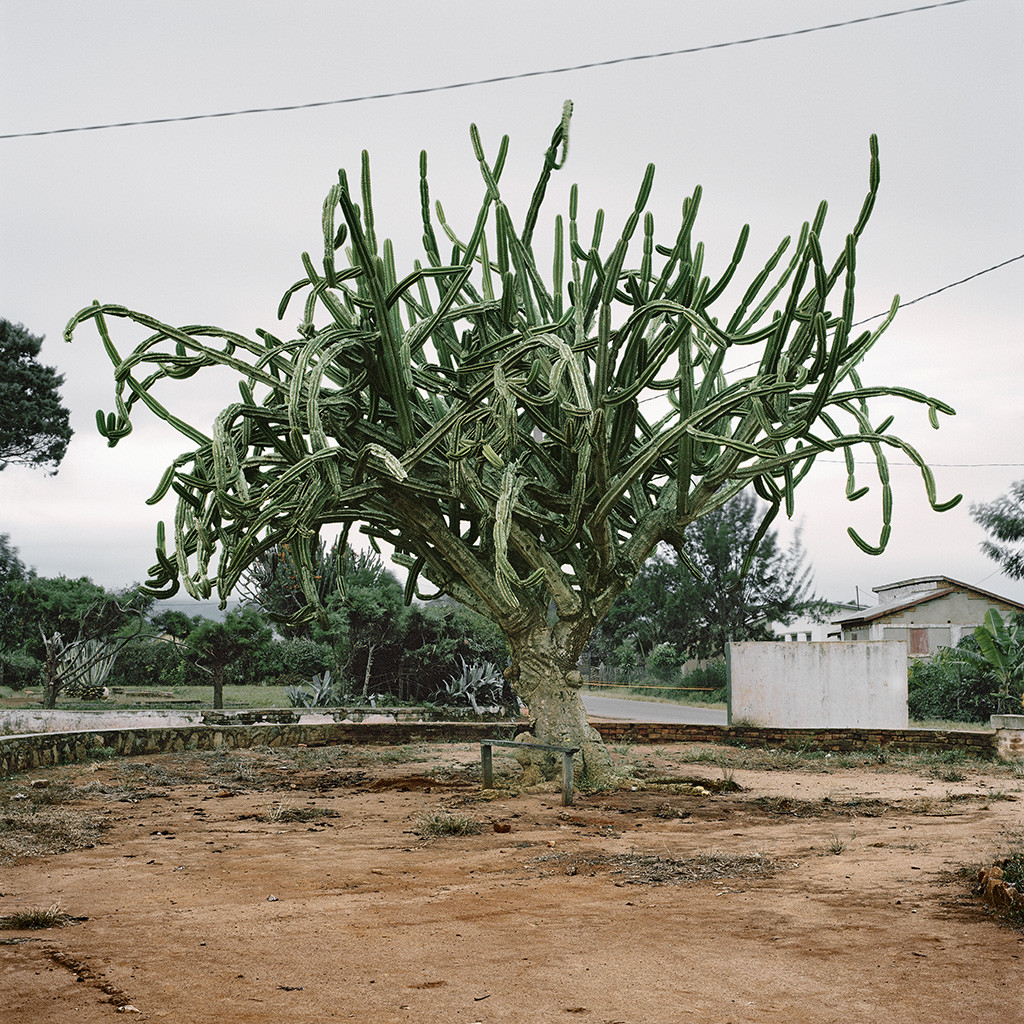 Cactus. Ambalavao, Haute Matsiatra, Madagascar, 2013
