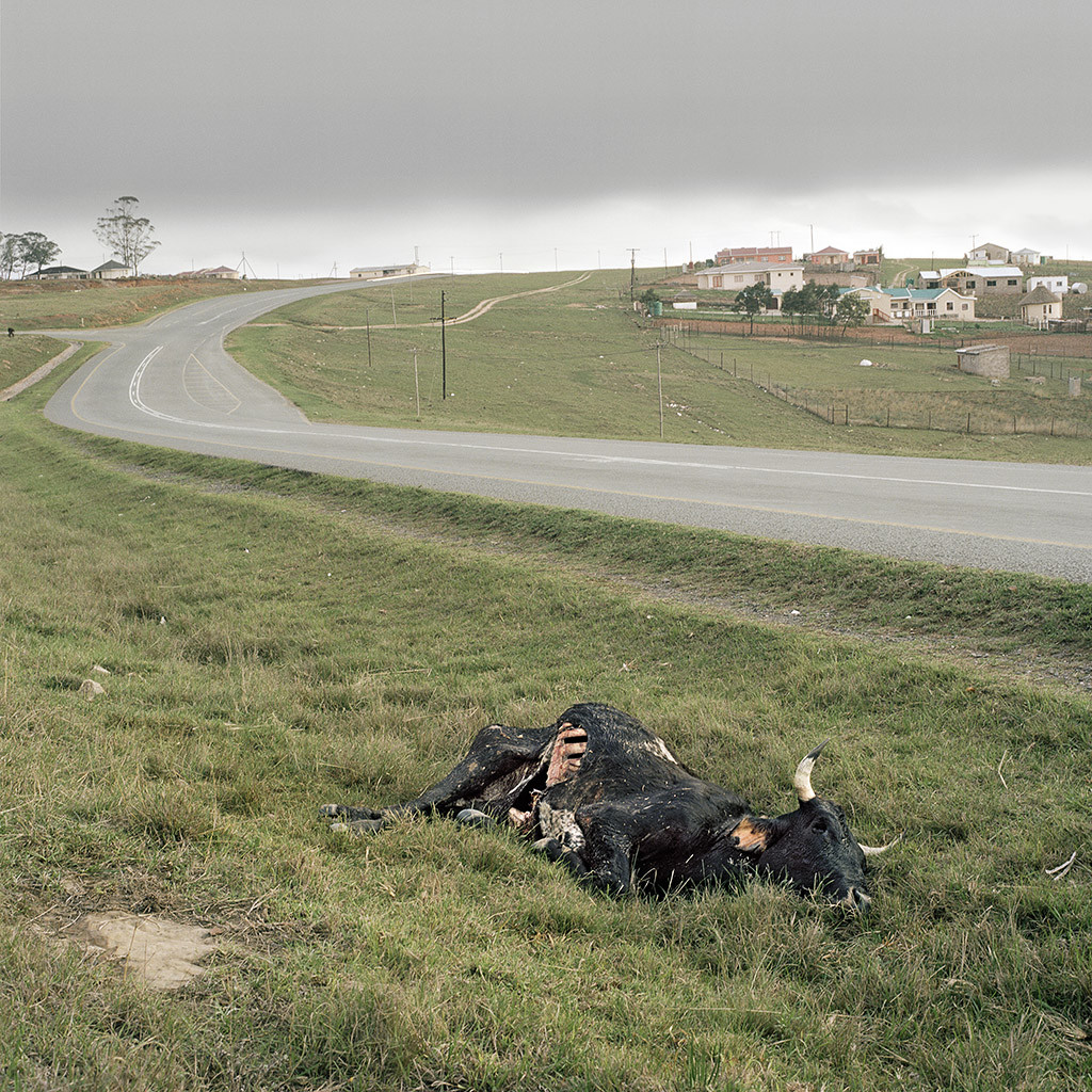 Dead Nguni beside the road outside Umtata. Eastern Cape, 19 October 2009