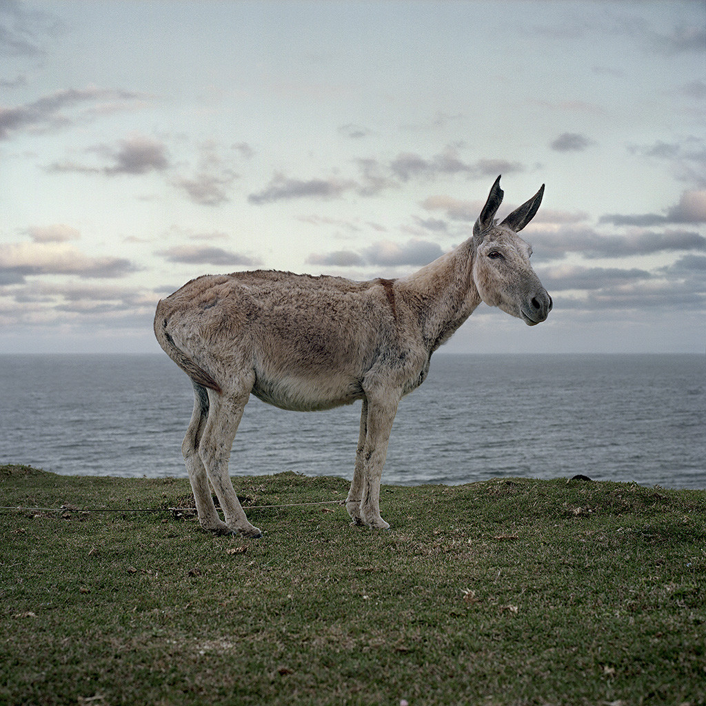 Donkey. Mlungwana, Eastern Cape, 20 October 2009