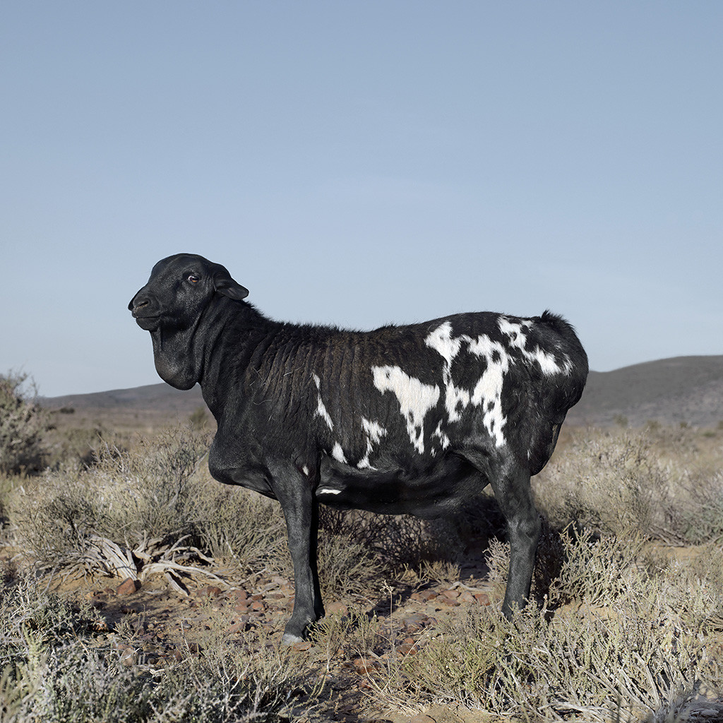 Nguni-Persian sheep. Willowmore, Eastern Cape, 24 May 2010