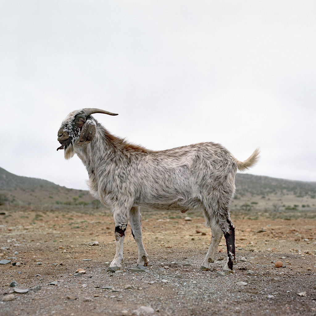 Nguni goat facing to the left. Erasmuskloof, Eastern Cape, 17 October 2009