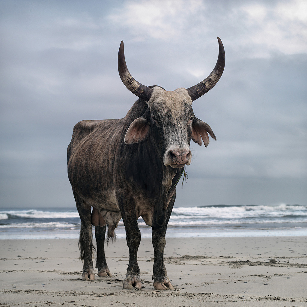 Xhosa bull on the shore. Mgazi, Eastern Cape, 18 May 2010