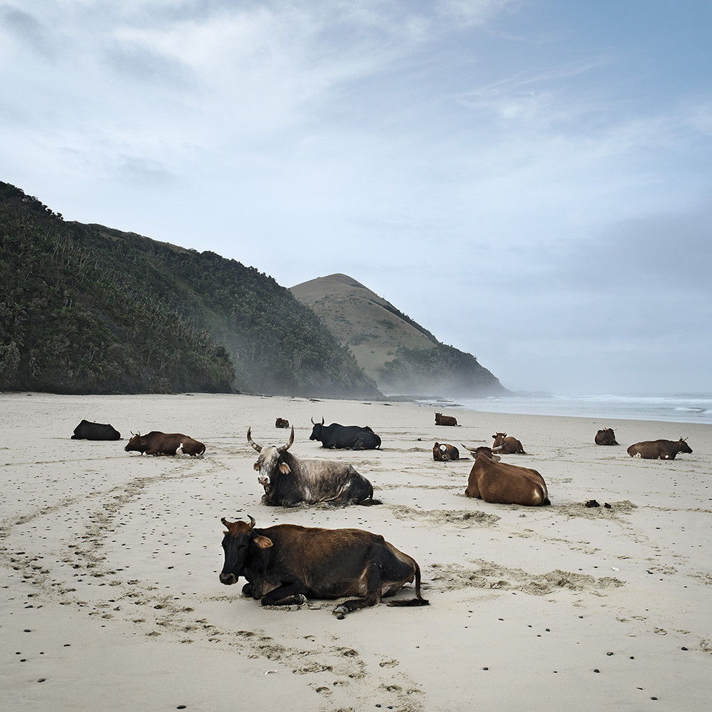 Xhosa cattle on the shore. Mgazi, Eastern Cape, 19 May 2010