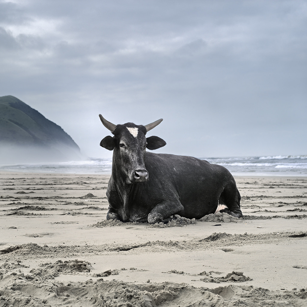 Xhosa cow on the shore. Mgazi, Eastern Cape, 19 May 2010