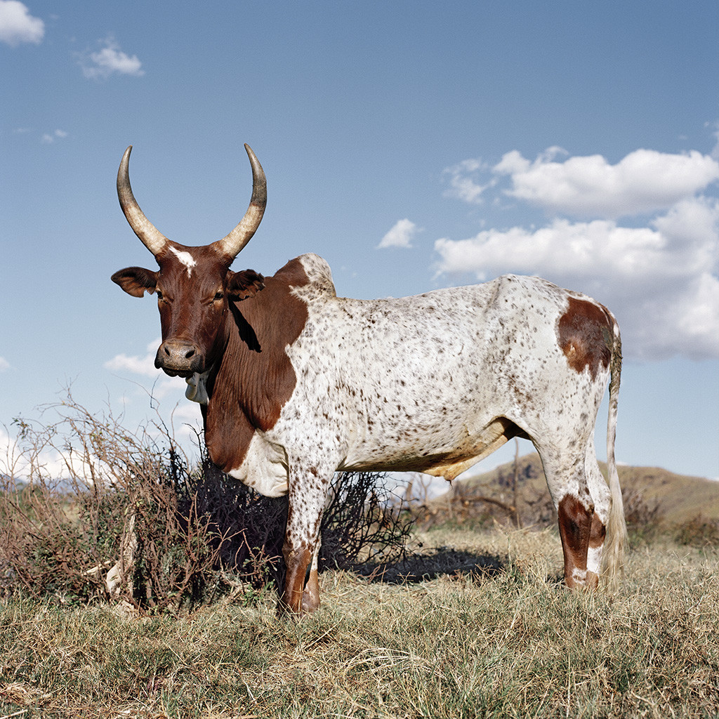 Zebu 8. Ihosy district, Ihorombe, Madagascar, 2013