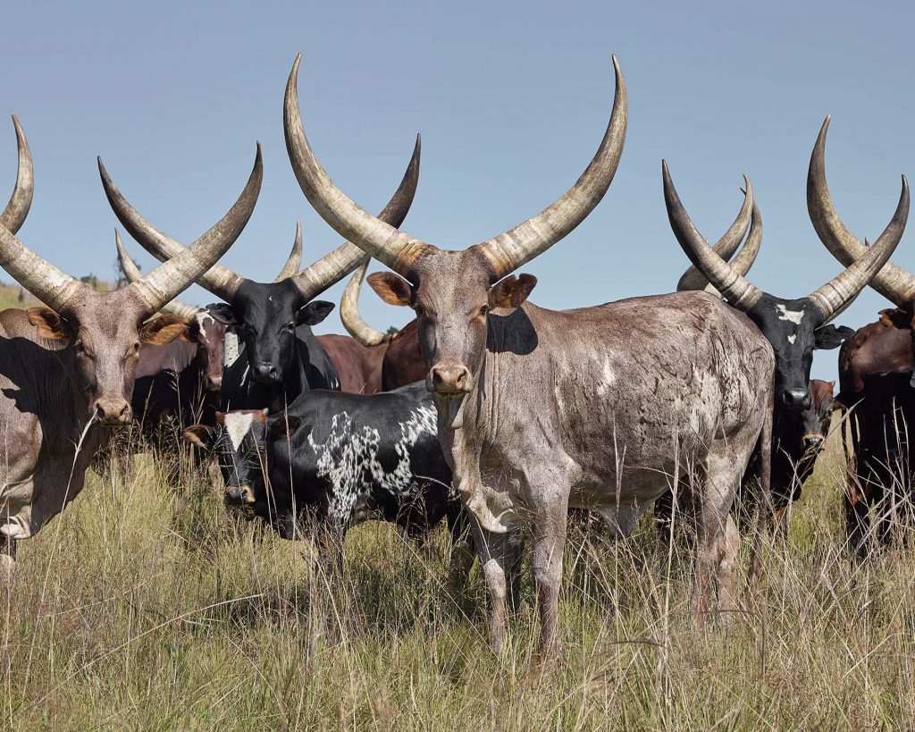 Ankole cows with heifers. South Africa. March 2017