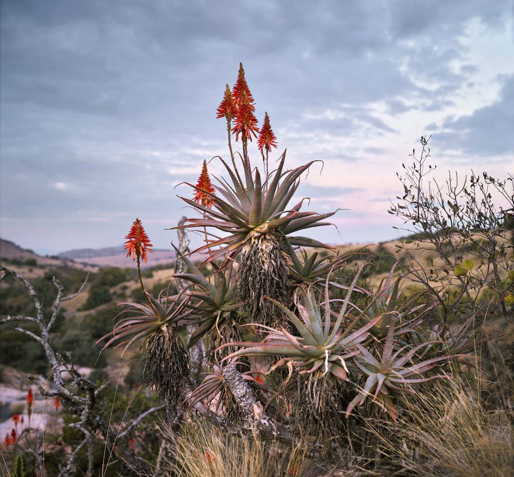Flowering Krantz Aloe. South Africa, June 2017