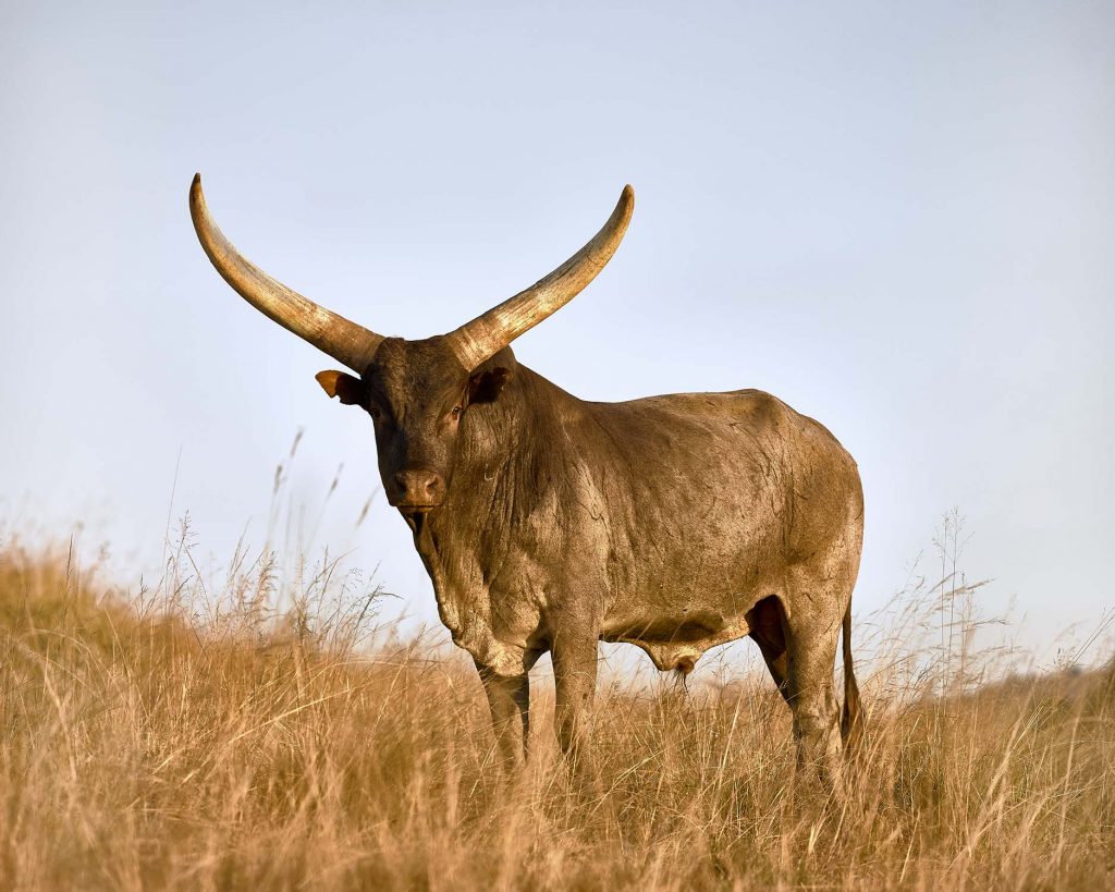 Ankole bull. South Africa, August 2017