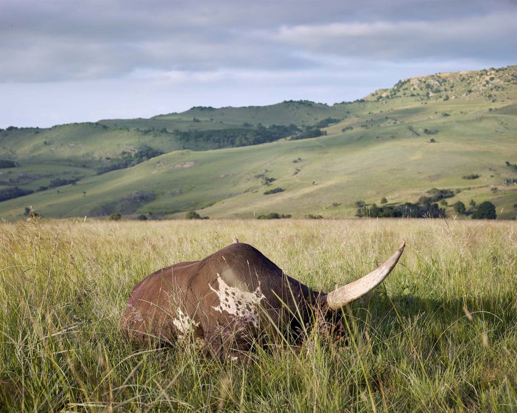 Ankole bull sleeping. South Africa, March 2017