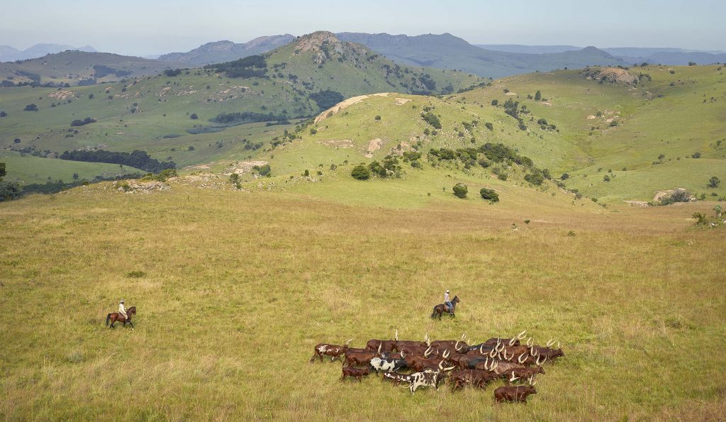 Herding Ankole cows and heifers. South Africa, March 2017