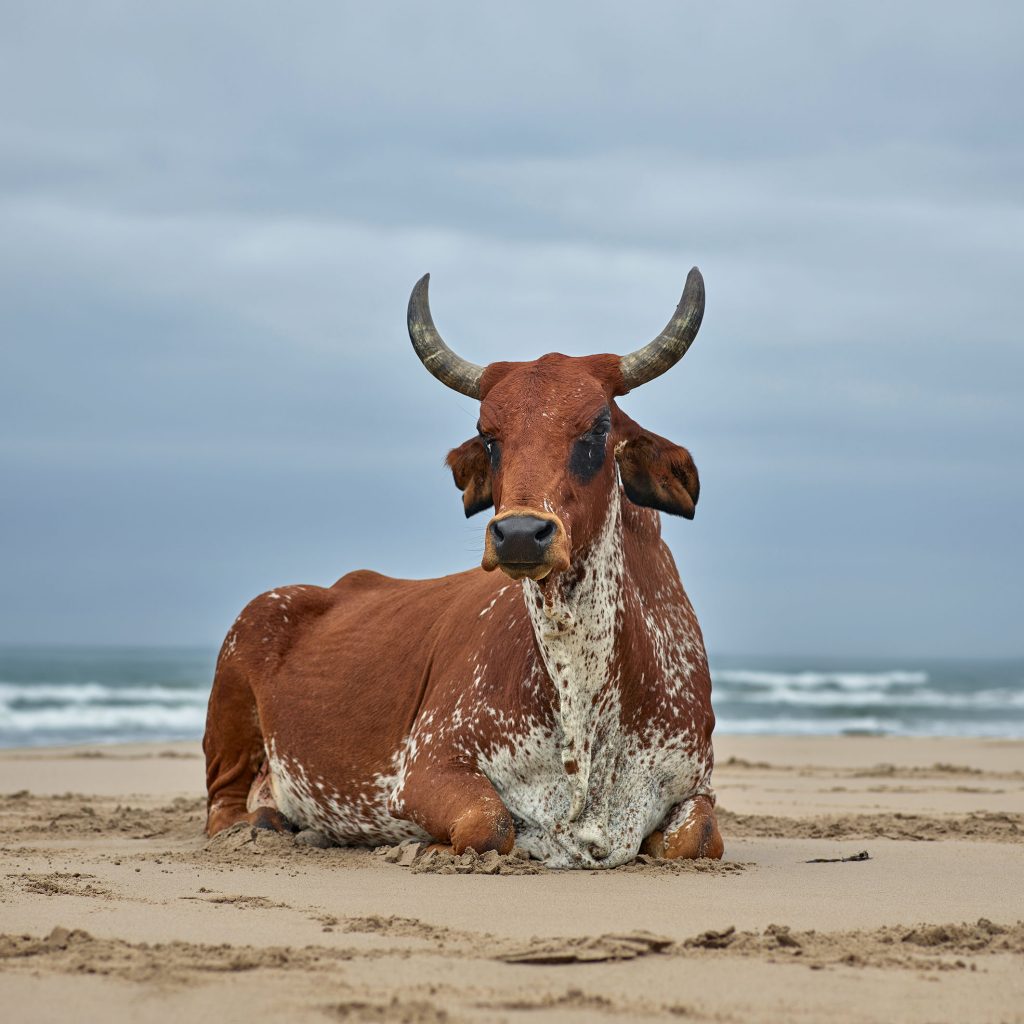 Xhosa cow sitting on the shore. Qoloha, Eastern Cape, South Africa, 11 April 2018