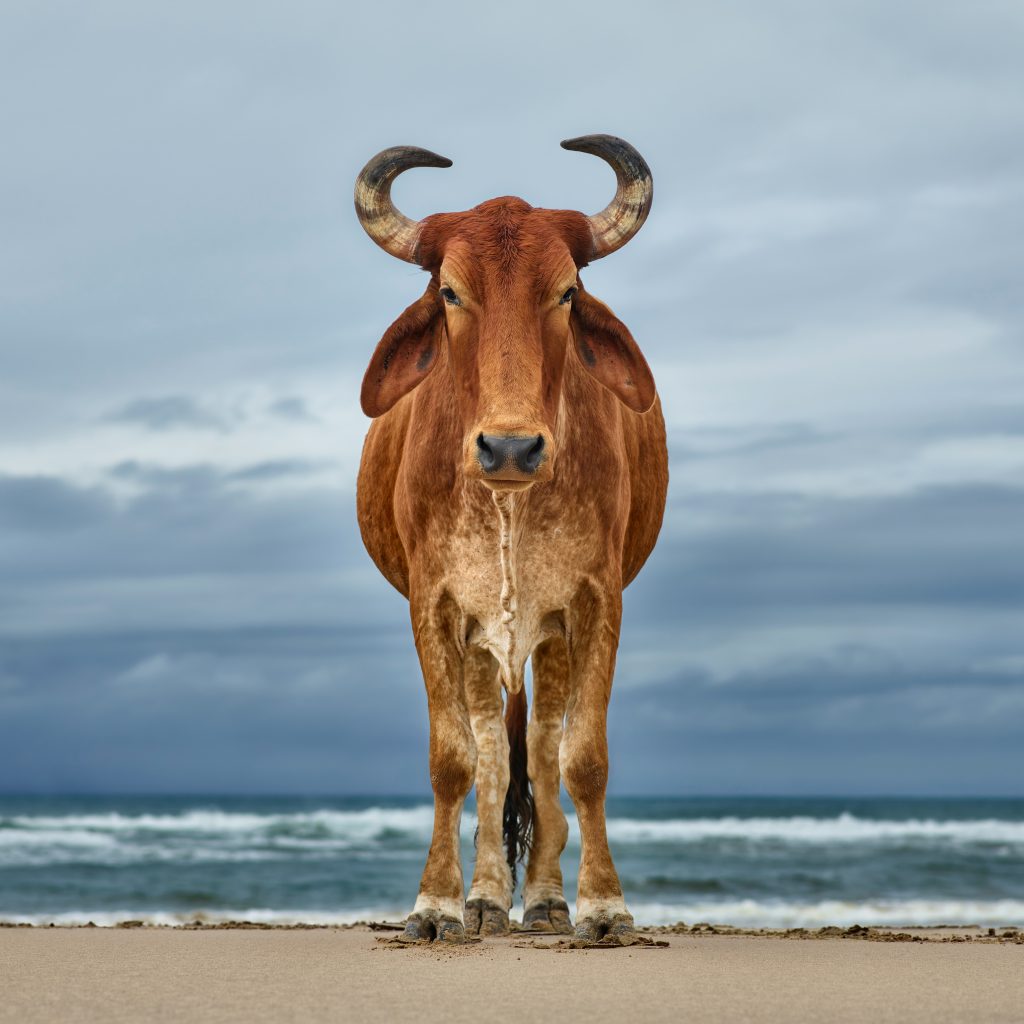 Xhosa bull on the shore. Kiwane, Eastern Cape, South Africa, 12 April 2018