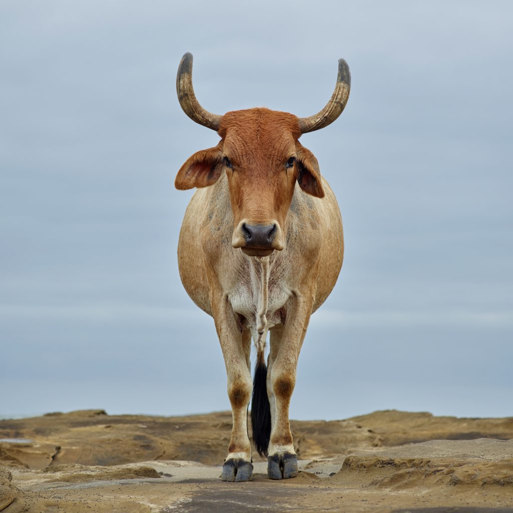 Xhosa bull on the shore. Kiwane, Eastern Cape, South Africa, 14 April 2018