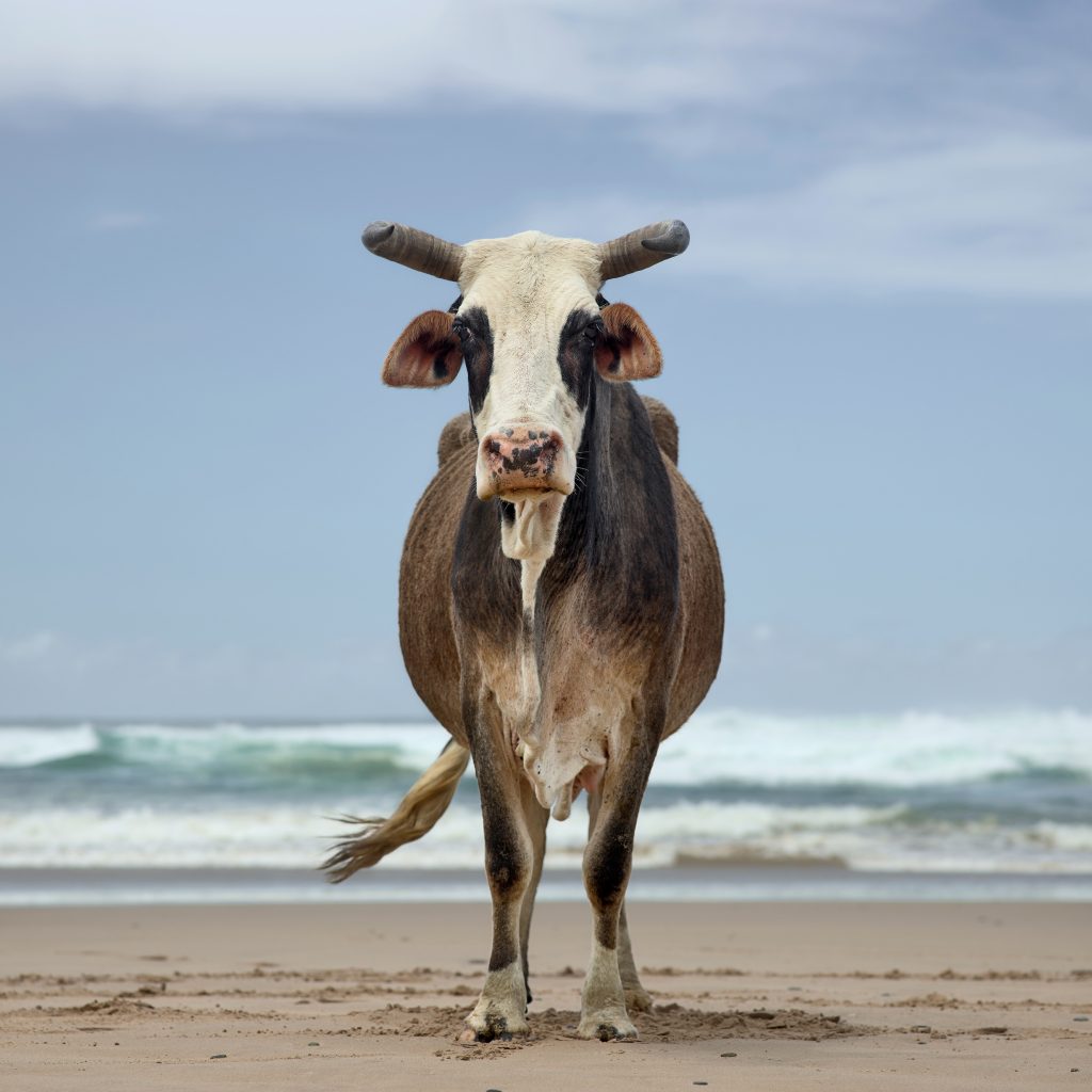 Xhosa cow on the shore. Noxova, Eastern Cape, South Africa, 5 December 2019